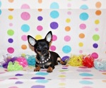 Small #1 Chihuahua