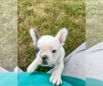 Small #15 French Bulldog