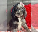 Small Photo #10 Cavapoo Puppy For Sale in ELMHURST, IL, USA