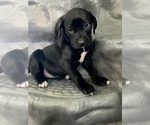 Small Photo #16 American Bandogge mastiff Puppy For Sale in FORT GARLAND, CO, USA