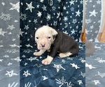 Puppy Tula Alapaha Blue Blood Bulldog