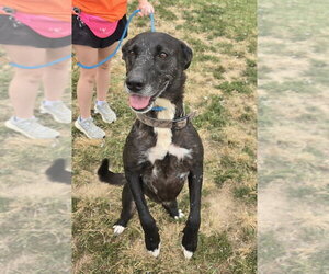 Zaxby - Female - Mix Dog for Adoption - Photo #4