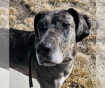 Small #1 Great Dane