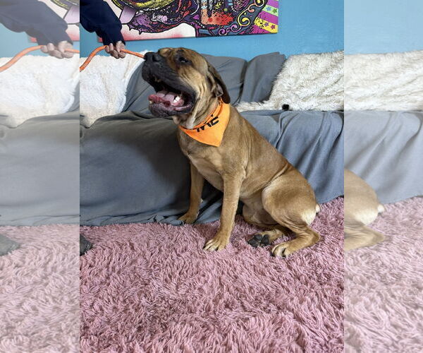 Medium Photo #4 Bullmastiff Puppy For Sale in Goodyear, AZ, USA