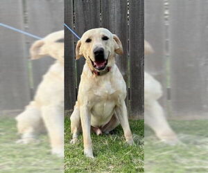 Labrador Retriever Dogs for adoption in Great Bend, KS, USA