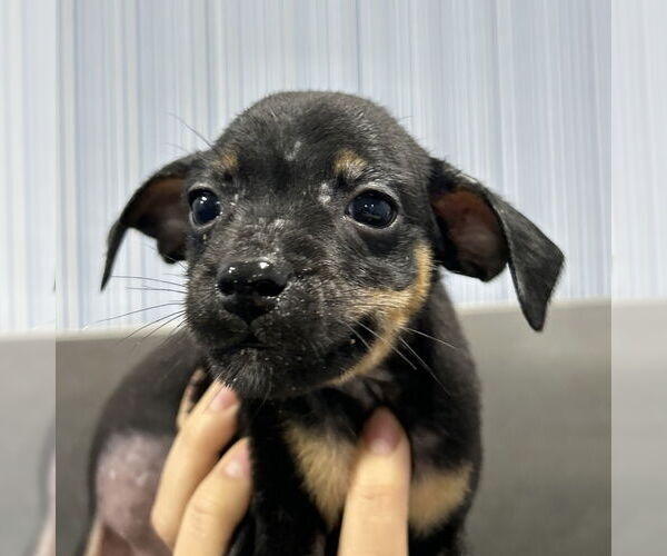 Medium Photo #1 Doberman Pinscher-Unknown Mix Puppy For Sale in Chico, CA, USA