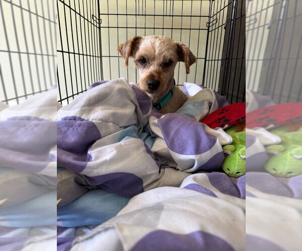 Medium Photo #2 Mutt Puppy For Sale in Salt Lake City, UT, USA