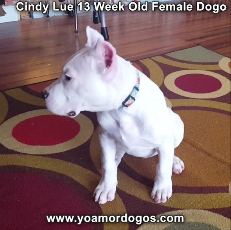Medium Photo #179 Dogo Argentino Puppy For Sale in PINEVILLE, MO, USA