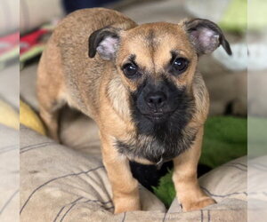 Freddie - Male Chiweenie Dog for Adoption - Photo #3