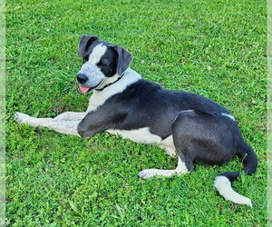 Border Collie-Unknown Mix Dogs for adoption in Wakefield, RI, USA