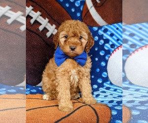 Cocker Spaniel-Poodle (Miniature) Mix Puppy for sale in CHRISTIANA, PA, USA