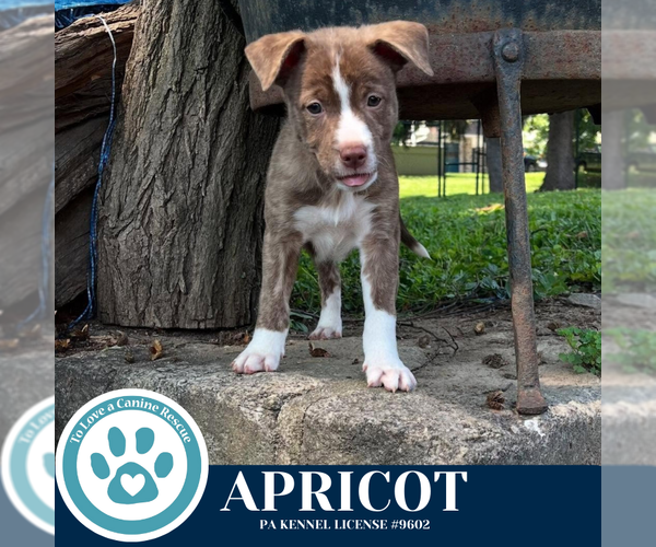 Medium Photo #1 Boxer-Unknown Mix Puppy For Sale in Kimberton, PA, USA