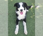 Small #2 Border Collie Mix