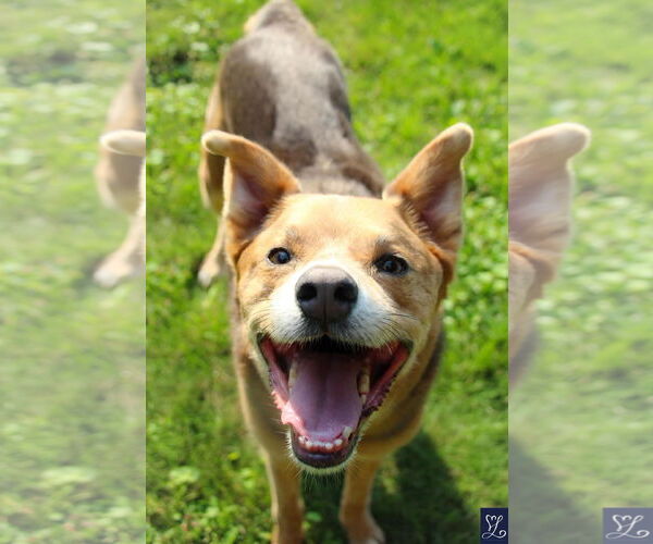 Medium Photo #13 Mutt Puppy For Sale in Lockport, NY, USA