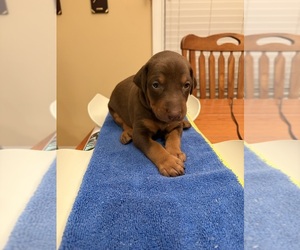 Doberman Pinscher Puppy for sale in PECK, KS, USA