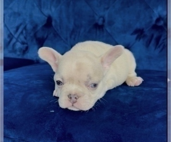 Medium Photo #20 French Bulldog Puppy For Sale in LAS VEGAS, NV, USA