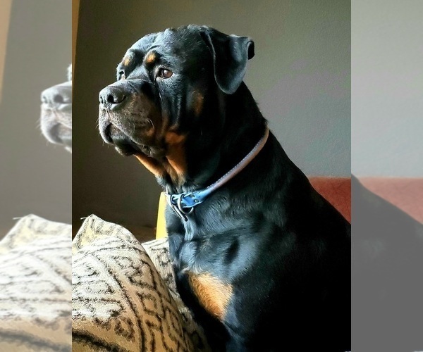 Medium Photo #1 Rottweiler Puppy For Sale in SPANAWAY, WA, USA