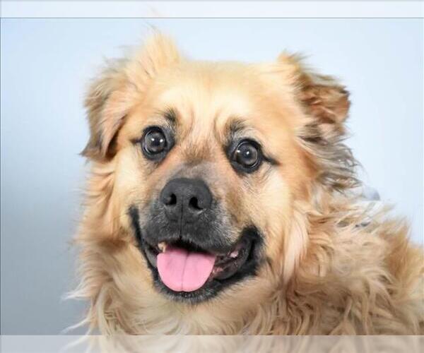 Medium Photo #1 Shug Puppy For Sale in Fort Collins, CO, USA