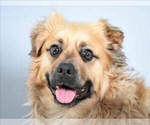 Shug Dogs for adoption in Fort Collins, CO, USA