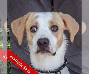 Coonhound-English Foxhound Mix Dogs for adoption in Huntley, IL, USA