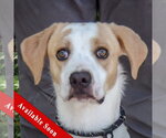Small Coonhound-English Foxhound Mix