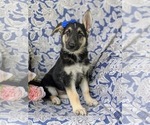 Small Photo #1 German Shepherd Dog Puppy For Sale in OXFORD, PA, USA