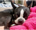 Small #2 Boston Terrier Mix