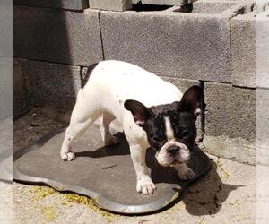 Faux Frenchbo Bulldog Dog for Adoption in CLIFFSIDE PARK, New Jersey USA