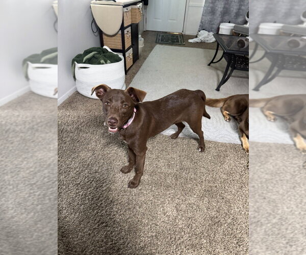 Medium Photo #3 Labrador Retriever-Wheaten Terrier Mix Puppy For Sale in Aurora, IN, USA