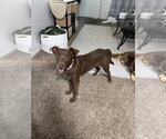 Small Photo #3 Labrador Retriever-Wheaten Terrier Mix Puppy For Sale in Aurora, IN, USA