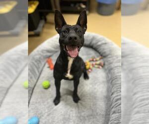 Labrador Retriever-Unknown Mix Dogs for adoption in Chula Vista, CA, USA