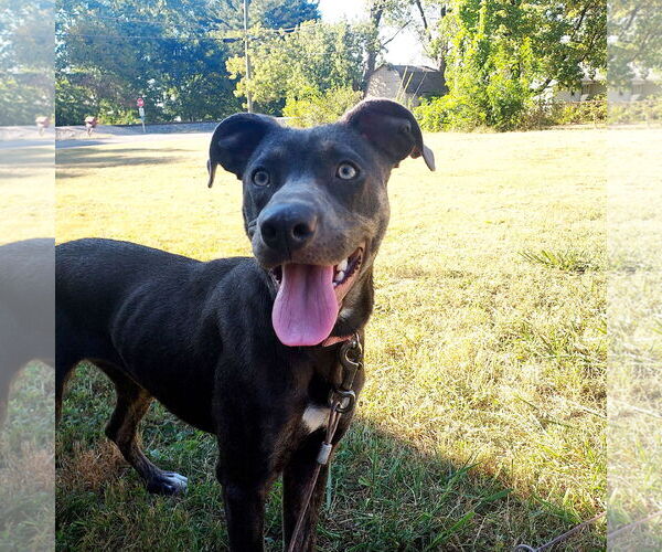 Medium Photo #13 Unknown-Weimaraner Mix Puppy For Sale in Columbus, IN, USA