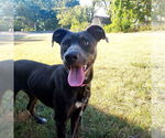 Small #12 Weimaraner Mix