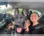 Small #6 German Shepherd Dog