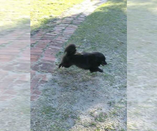Medium Photo #3 Pomeranian Puppy For Sale in TITUSVILLE, FL, USA
