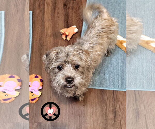 Medium Photo #1 Shih Tzu Puppy For Sale in Lebanon, PA, USA