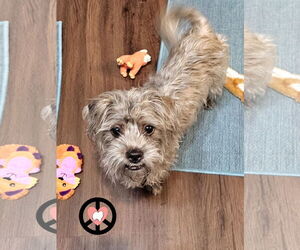 Shih Tzu Dogs for adoption in Lebanon, PA, USA