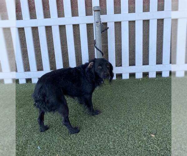 Medium Photo #1 American Water Spaniel Puppy For Sale in Modesto, CA, USA
