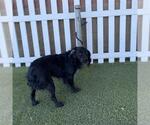 Small American Water Spaniel
