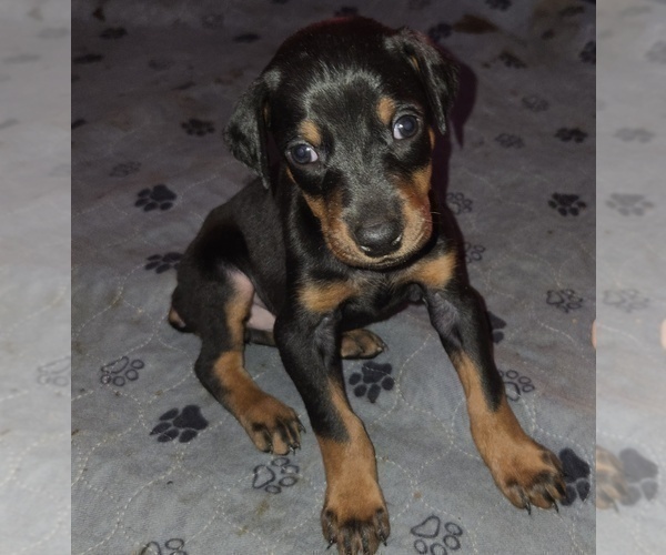 Medium Photo #8 Doberman Pinscher Puppy For Sale in CARLINVILLE, IL, USA