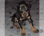 Small #7 Doberman Pinscher
