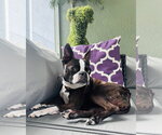 Small #1 Boston Terrier