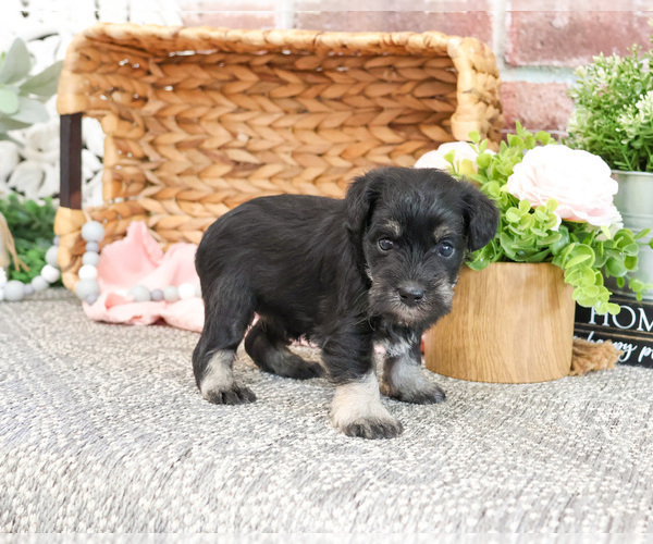 Medium Photo #13 Schnauzer (Miniature) Puppy For Sale in SYRACUSE, IN, USA