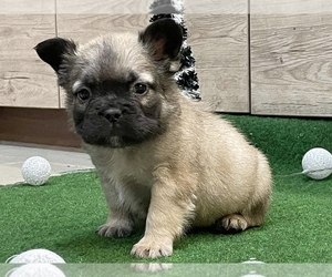 French Bulldog Puppy for sale in NEW YORK, NY, USA