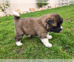 Puppy Oliver Akita