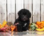 Small Photo #2 Maltipoo Puppy For Sale in MOUNT VERNON, OH, USA