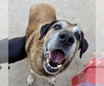Small #3 Anatolian Shepherd Mix