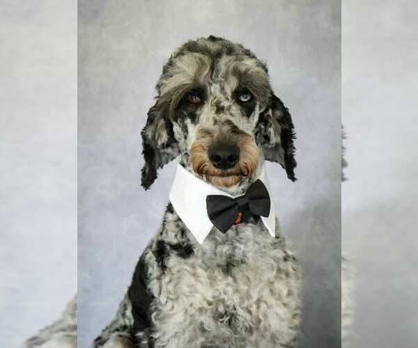 Medium Photo #1 Goldendoodle (Miniature) Puppy For Sale in CANTON, GA, USA