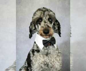 Father of the Goldendoodle (Miniature) puppies born on 10/10/2025