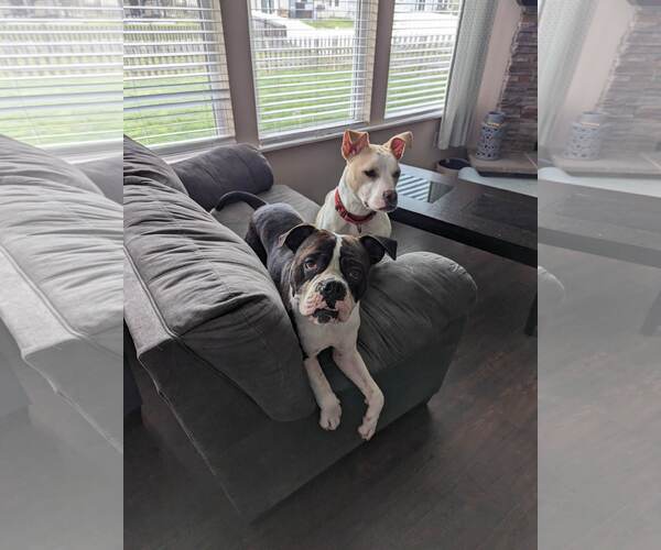 Medium Photo #12 Boxer Puppy For Sale in Burnsville, MN, USA